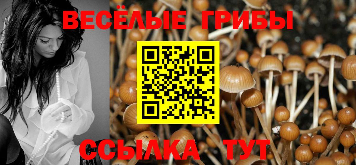 Галлюциногенные грибы Psilocybe  Вход с VPN  Избербаш  Галлюциногенные грибы Psilocybe 